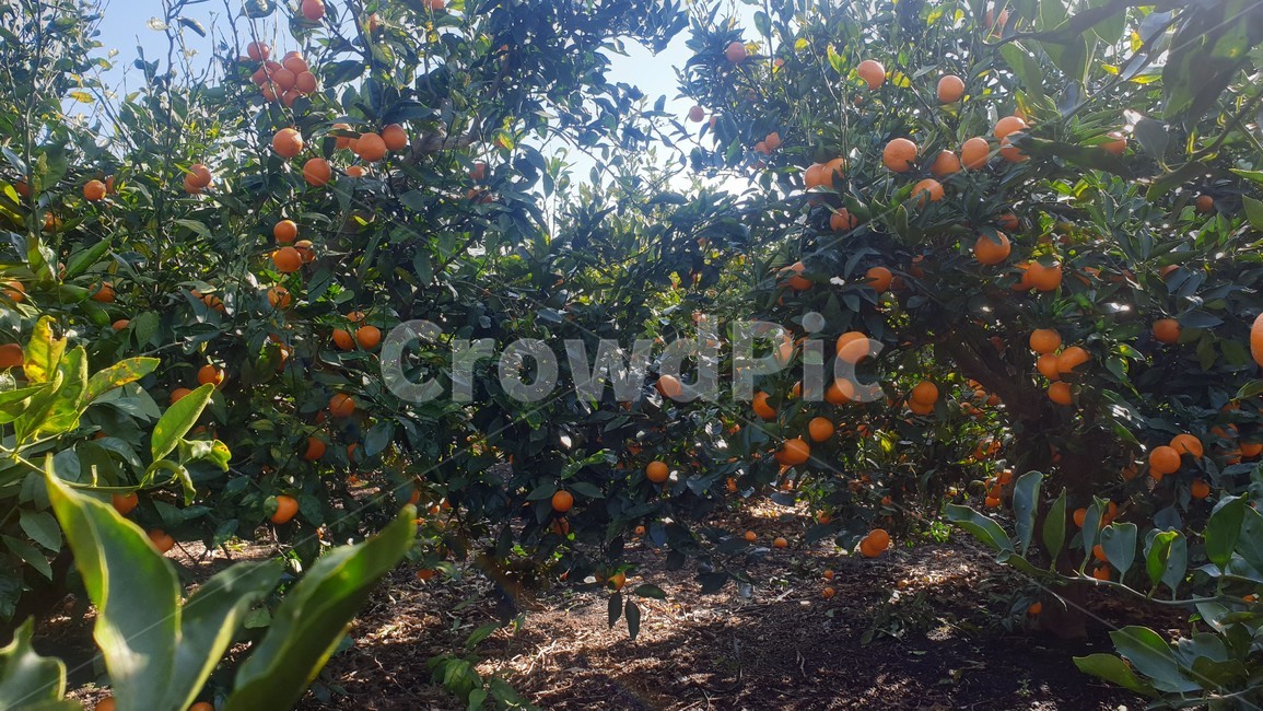 제주도,휴애리,귤,감귤,밀감,귤나무,귤밭,귤농장,과일,tangerine,fruit,food,jeju