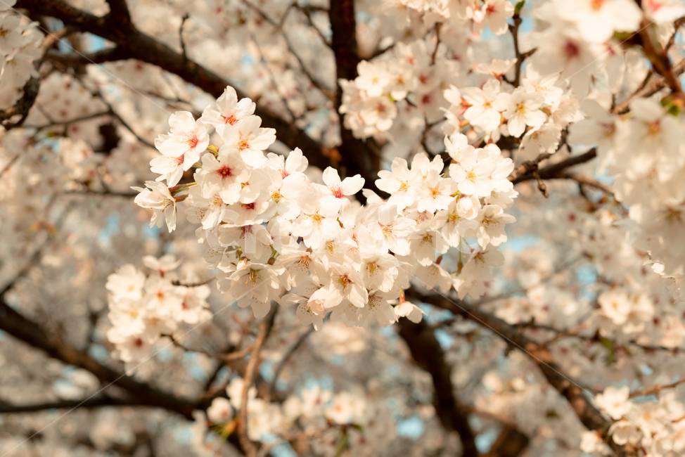벚꽃,꽃,봄,벚꽃나무,감성,자연,flower,cherryblossom