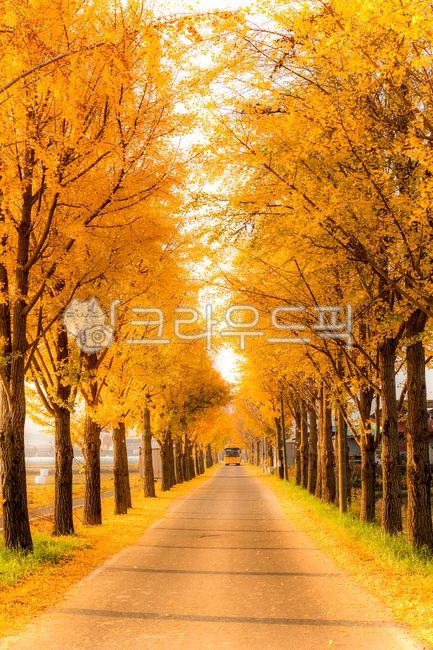 bus,Ginkgo,nature,autumn scenery,tree,yellow maple leaves,vehicle,tree trunk,outdoors,road,ginkgo tree road,road name,treetrunk,autumn