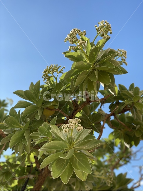 plant,식물,leaf,잎,tree,나무,부시,bush,초목,vegetation,sky,clouds,새싹,봄,자연,식물,자연,plants,nature