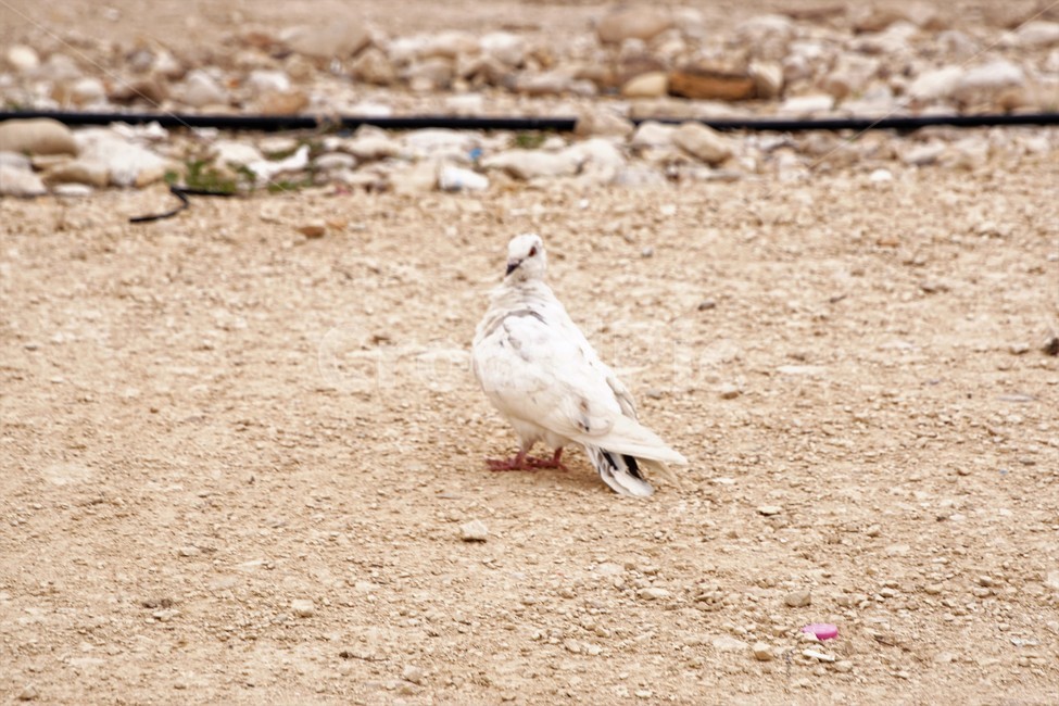 비둘기,새,모이,흰색,마당,자연,nature,애완동물,동물,동물,animal,조류,새,birds