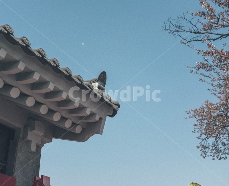 경주,한국,대한민국,한옥,벚꽃,벚꽃놀이,따뜻함,꽃,봄,경주한옥,한국적임,한국적인,문화재,기와,기왓장,기와지붕,경주기와,토종,한국건축,건축물,한옥지붕,지붕,roof,korea,gyeongju,hanok,koreanstylehouse,koreanhouse,cherryblossoms,spring
