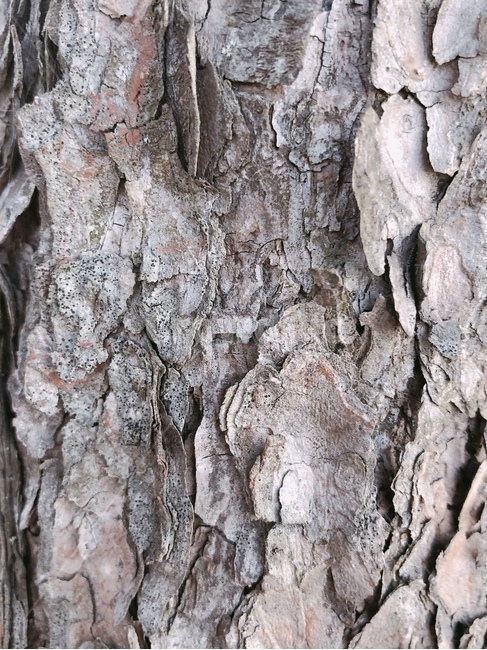 나무,나무줄기,나무결,나이테,자연,식물,treetrunk