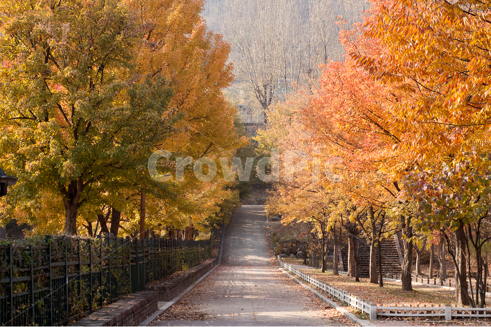 단풍,가울,겨울,독립문공원,공원,가을,계절,fall,autumn,season,자연,풍경,nature,landscape,식물,plants,나무,trees,wood,plant,tree,maple