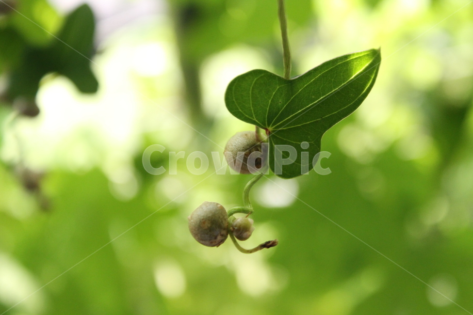 마,참마,산우,식물,열매,식물,자연,plants,nature,과일,열매,fruit