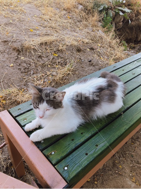 길고양이,고양이,벤치,cat,공원