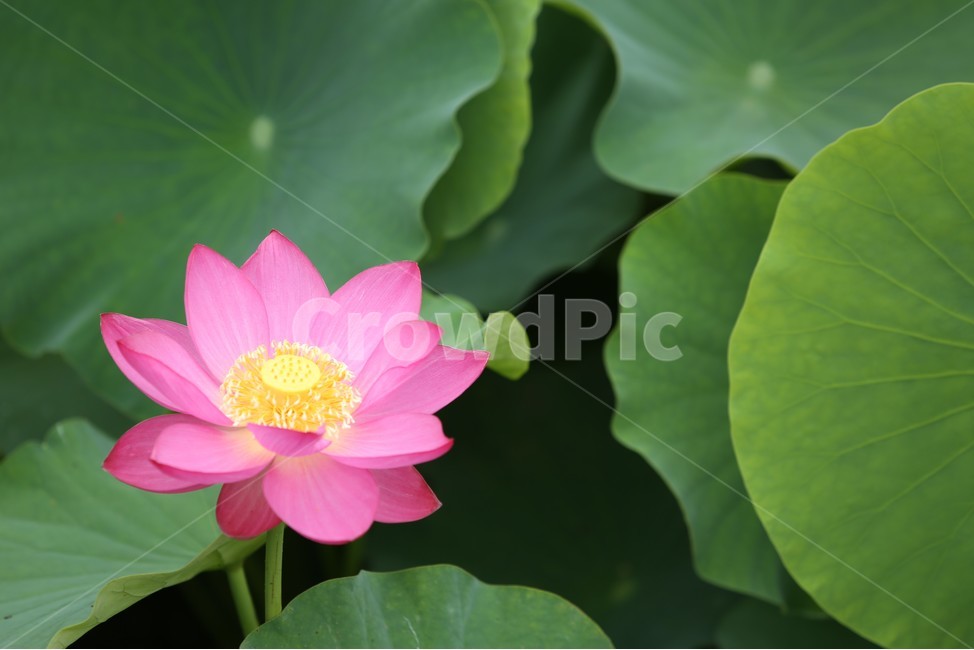 꽃,연꽃,연못,분홍,여름,flower,lotus,pond,pink,식물,자연,plants,nature,꽃,flower