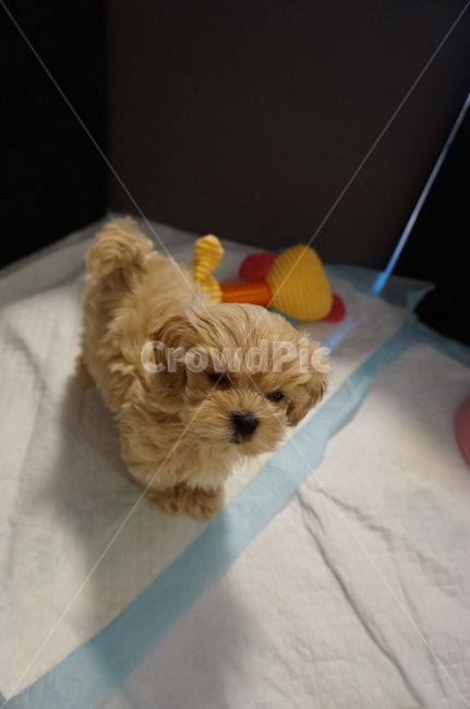 강아지,말티푸,puppy,maltipoo,애견,동물,animal,포유류,mammal,개,강아지,dog,doggy