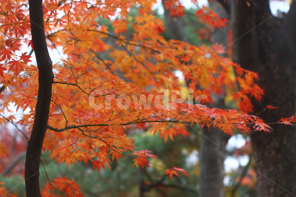 palmatemaple,autumn,fall,단풍나무,가을,낙엽,빨간색,가을,계절,fall,autumn,season,식물,자연,plants,nature,leaf,잎,plant,tree,나무,maple,단풍