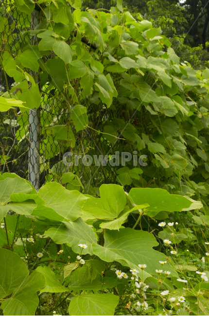 칡,넝쿨,덩굴,수풀,나무,풀,여름,scene,view,feeling,emotion,nature,landscape,season,풍경,감정,감성,자연,계절,뷰티,vine,grass,풍경사진,감성사진,정취