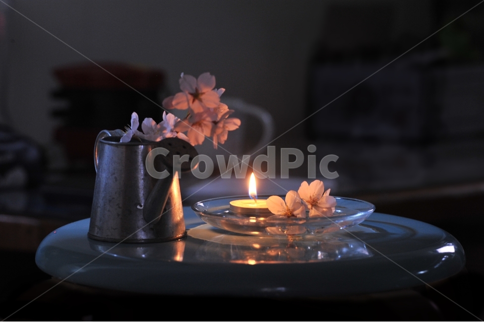 벚꽃,벚나무,사쿠라,봄꽃,봄,계절,식물,장미과,순결,절세미인,번영,배경사진,촛불,야경,봄,계절,spring,season,꽃,flower,휴식,힐링,rest,relaxation,healing