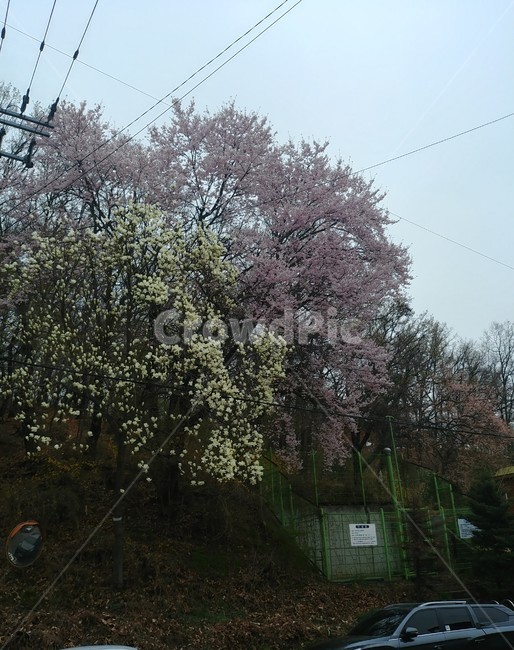 봄,벚꽃,꽃,분홍꽃,spring,flower,벚꽃축제