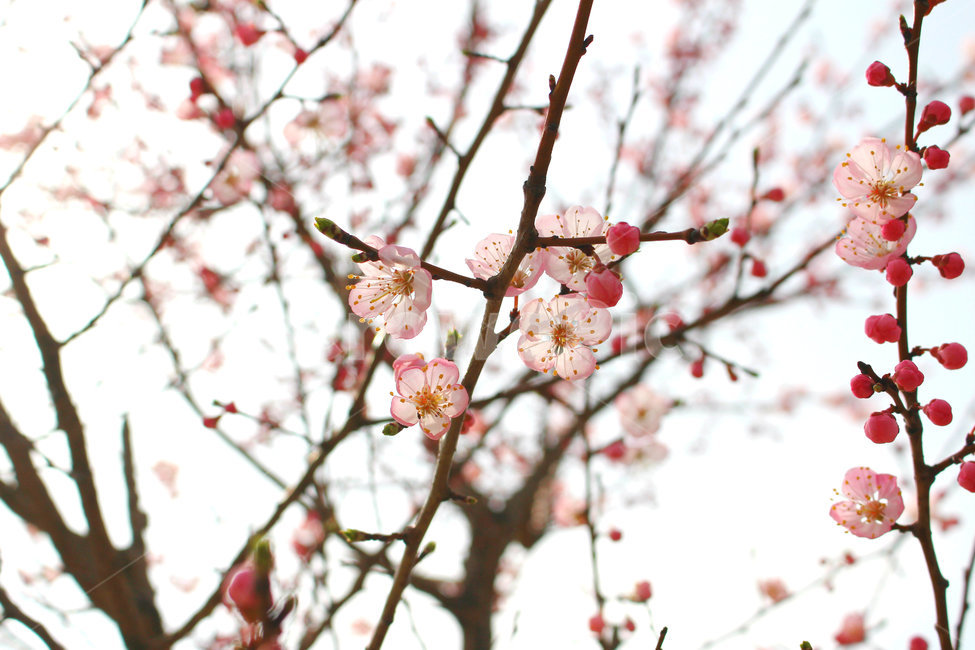 감성사진,봄,풍경사진,매화,꽃,하늘,자연,풍경,daily,flower,pink,spring,봄,계절,spring,season,식물,자연,plants,nature,꽃,flower,plant,blossom
