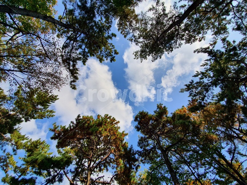 plant,식물,tree,나무,하늘,sky,숲속,forest