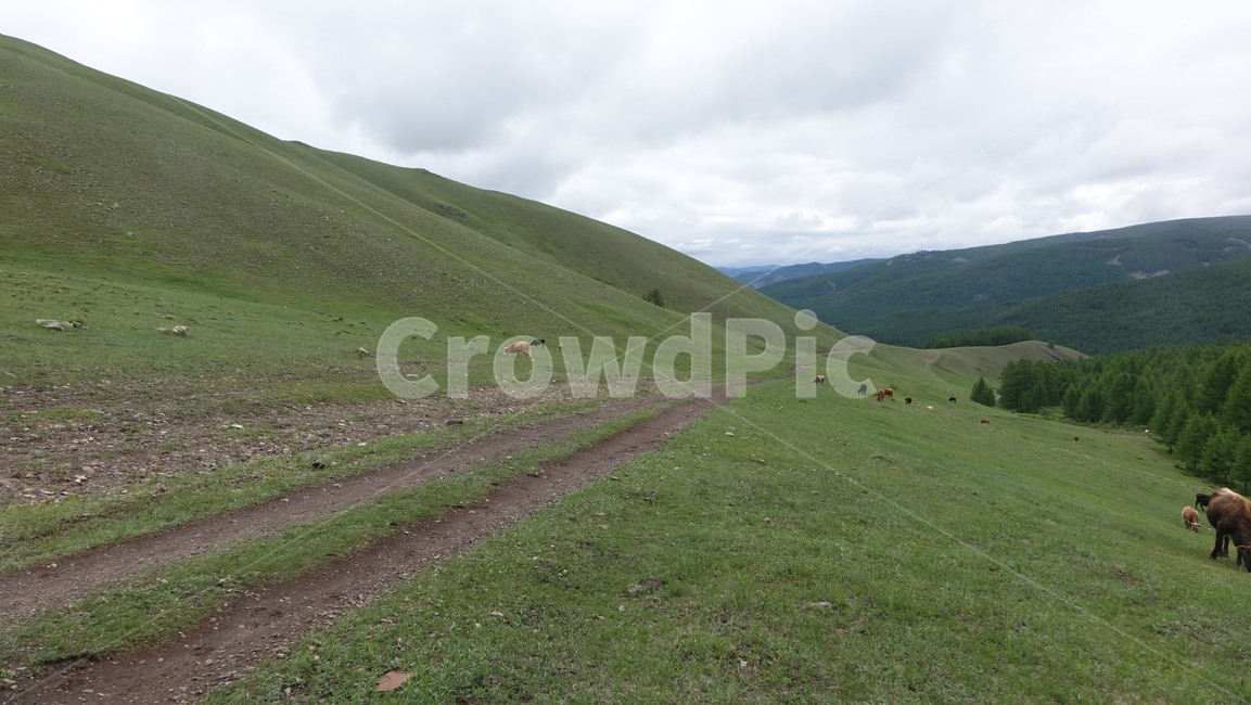 자연,grass,green,초록,nature,flock,cow,trail,slope,몽골,초원