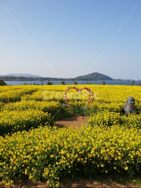 유채꽃밭,유채꽃,꽃밭,노란꽃,하트,돌하르방,제주도,제주꽃밭,jeju,flower,노랑,봄,계절,spring,season,제주도,jeju,jeju island,outdoors,옥외,grassland,목초지,field,들,nature,자연,farm,농장,rural,농촌,meadow