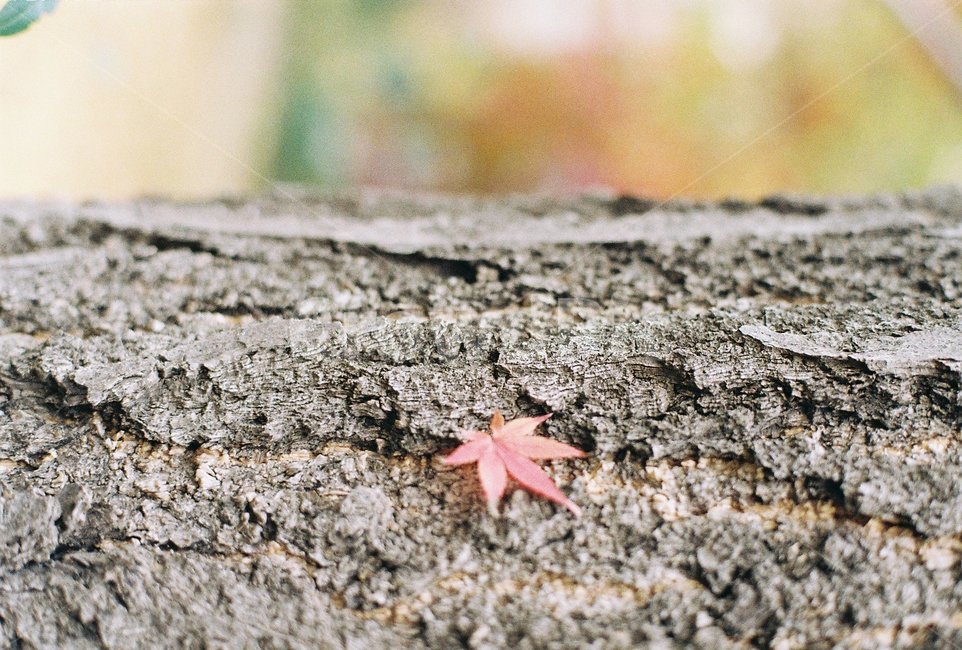 maple,mapleleaf,단풍,단풍잎,단풍나무,tree,mapletree,가을,계절,fall,autumn,season,leaf,잎,plant,식물,나무