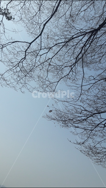 하늘,봄,가지,몽안적인,바람,자연,풍경,nature,landscape,tree,나무,plant,식물