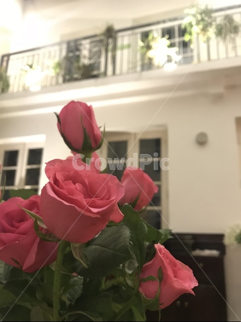 꽃,장미,rose,실내,카페,cafe,flower,pink,핑크