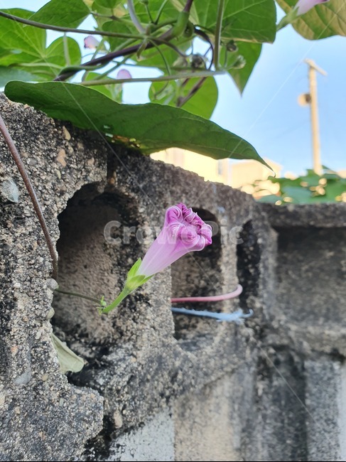 plant,식물,나팔꽃,시골,road,brick,벽돌