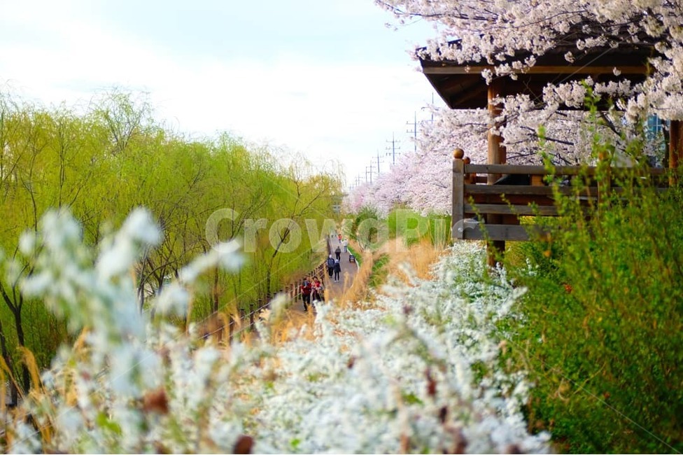 감성,봄,추억,산책,꽃,봄,계절,spring,season,사람들,대중,군중,other people,crowd,plant,식물