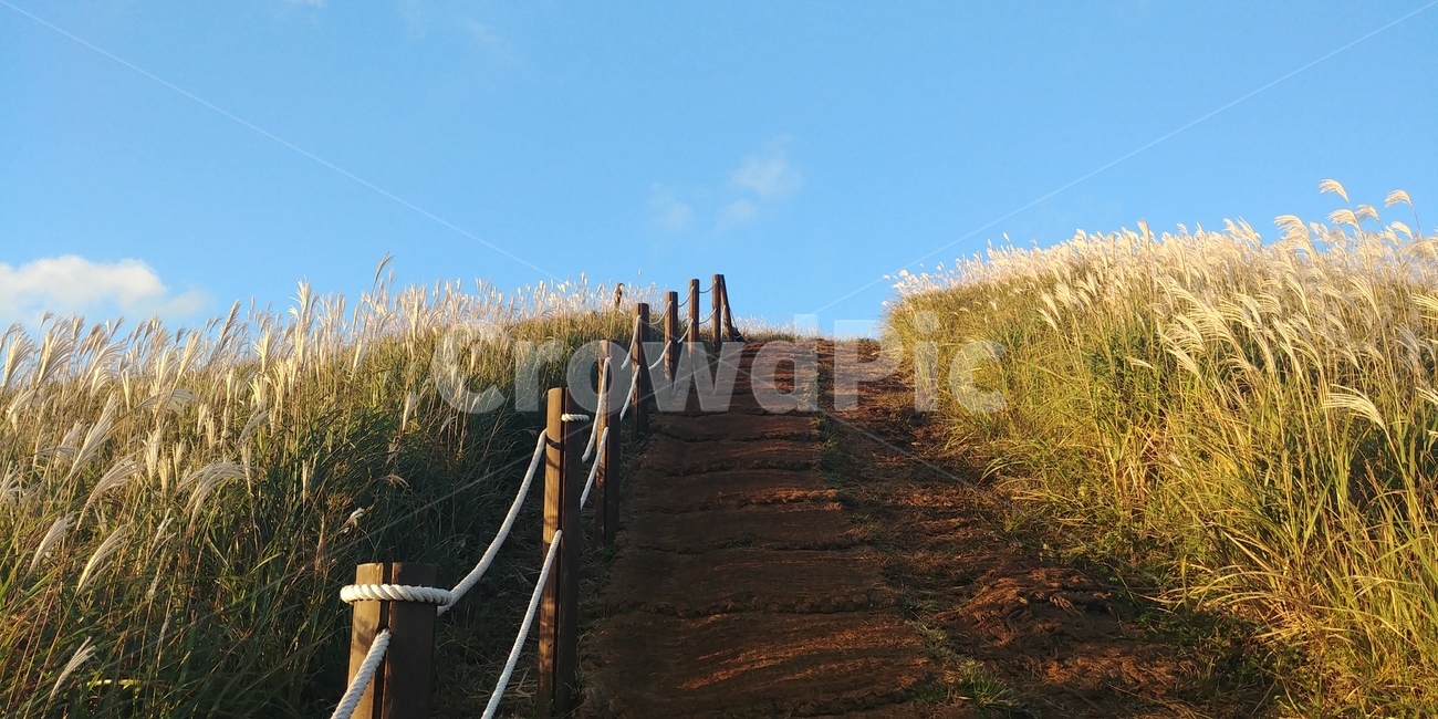 새별오름,제주,가을,억새,길,갈대,이른아침,자연,풍경,nature,landscape,banister,난간,handrail