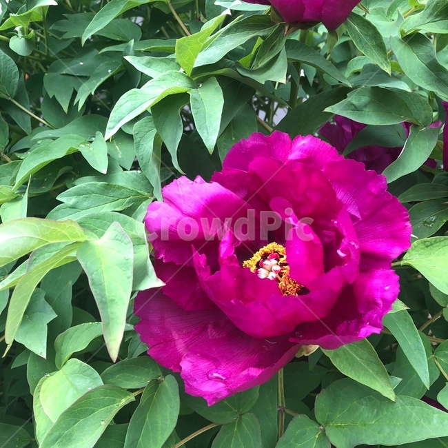 꽃,큰꽃,자연,예쁜꽃,분홍꽃,풍경,식물,자연,plants,nature,꽃,flower