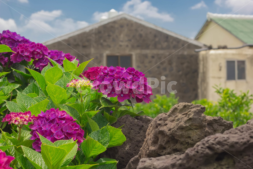 수국,수국꽃,flower,hydrangea,풍경,보라수국,꽃