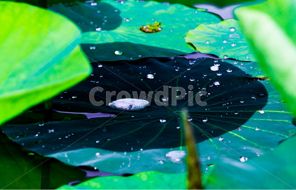 물방울,연잎,그림자,문양,무늬,습지,식물,자연,plants,nature