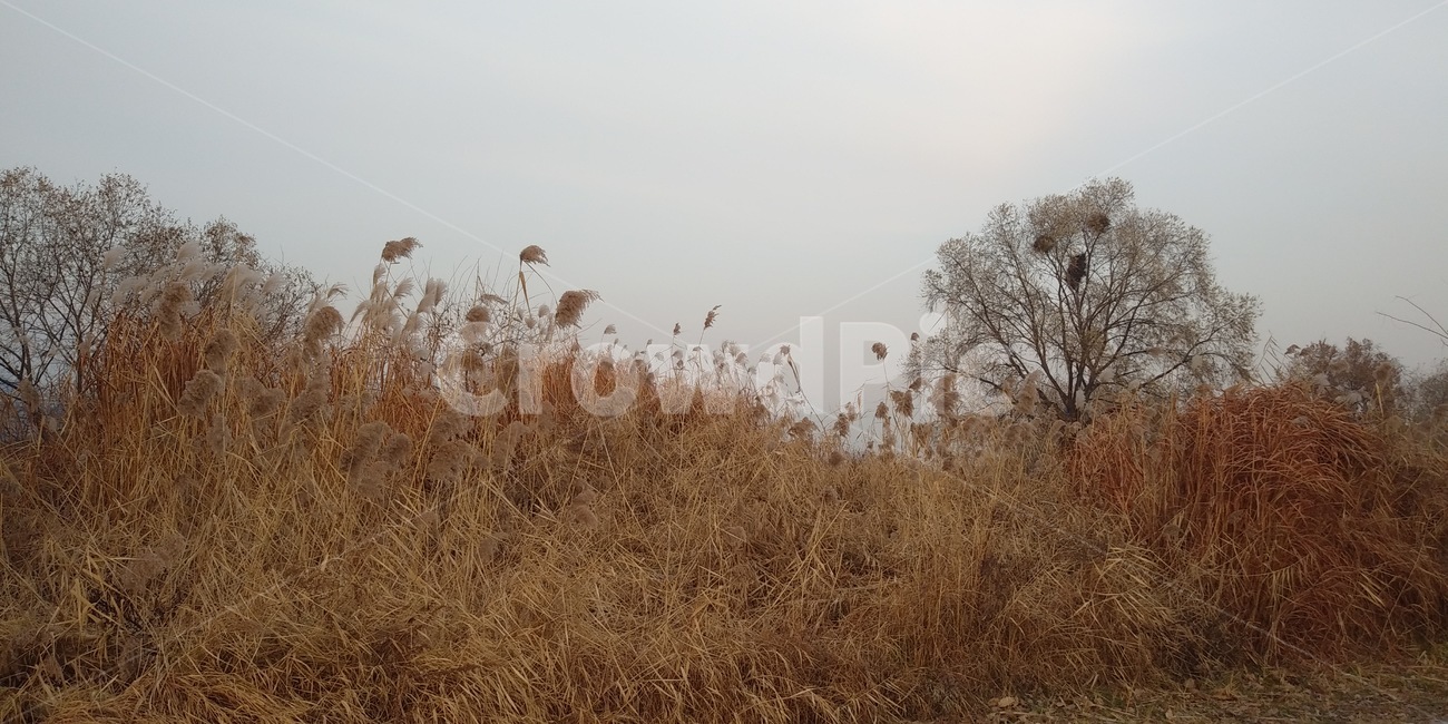 갈대,가을,바람,풀,자연,풍경