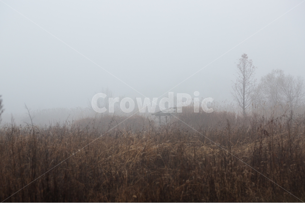 자연,풍경,늦가을,아침,안개,생태공원,몽환적,가을,계절,fall,autumn,season,자연,풍경,nature,landscape,weather,날씨,outdoors,옥외