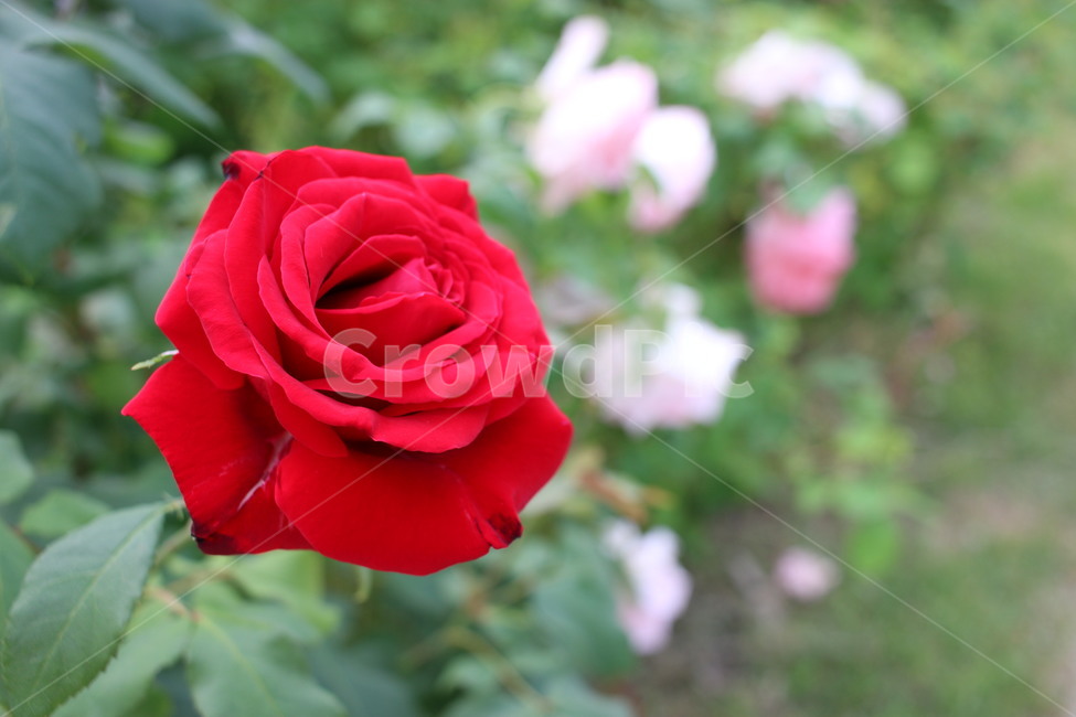 장미,꽃,장미꽃,rose,flower,red,빨간꽃,붉은꽃,빨간색,자주색,봄꽃,장미축제,화려한,예쁜,선명한,자연,식물,힐링