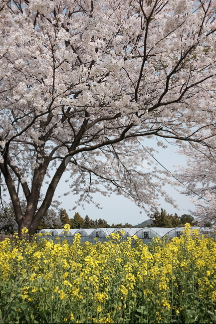 제주여행,가시리,벚꽃,유채꽃,녹산로,꽃,자연,봄,계절,spring,season,자연,풍경,nature,landscape,plant,식물