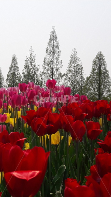 꽃,튤립,나무,사랑의고백,고양국제꽃박람회,식물,자연,plants,nature,꽃,flower