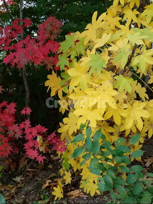 단풍,단풍잎,단풍나무,가을,leaf,잎,plant,식물,tree,나무,계절,fallautumnseason,outdoors,옥외,자연풍경,naturelandscape,낙엽,가을,계절,fall,autumn,season,식물,자연,plants,nature,maple