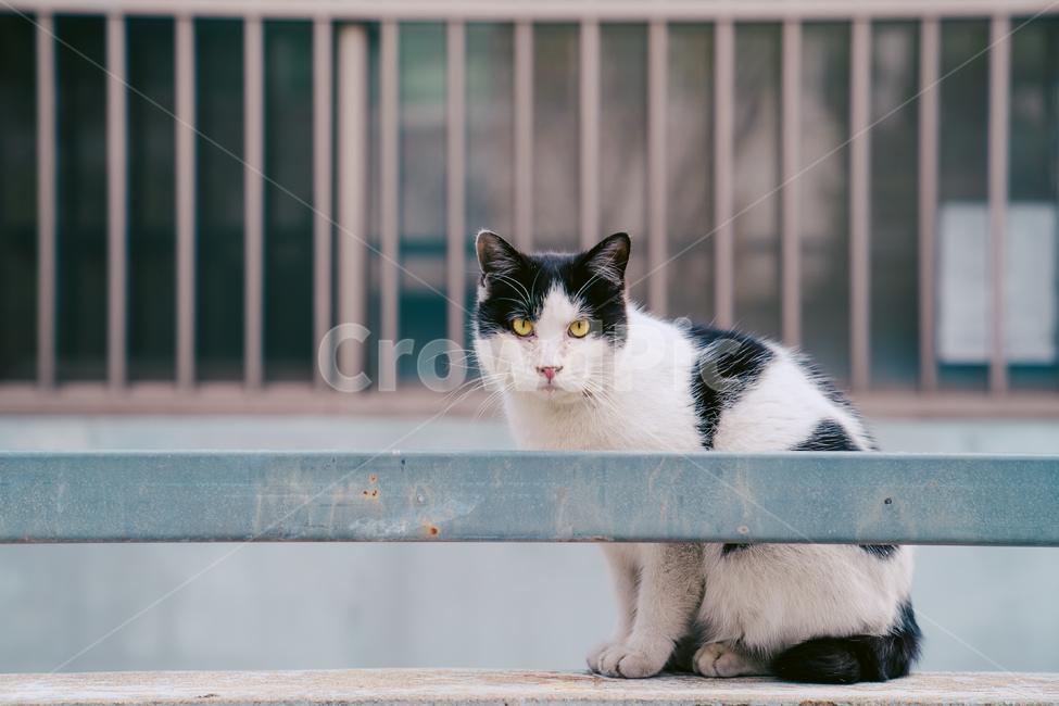 고양이,cat,animal,동물,pet,애완동물,동물,animal,포유류,mammal,고양이,cat,kitten,kitty