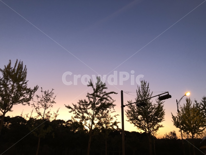 노을,자연,가을,하늘,나무,tree,plant,식물
