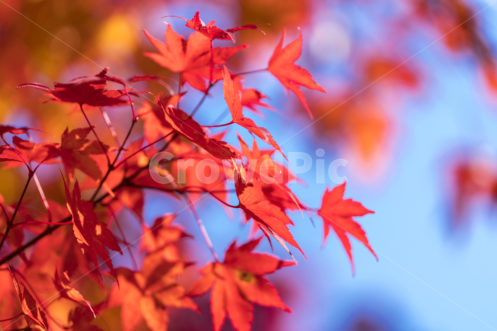 가을,단풍,매크로,낙엽,단풍잎,가을,계절,fall,autumn,season,plant,식물,leaf,잎,tree,나무