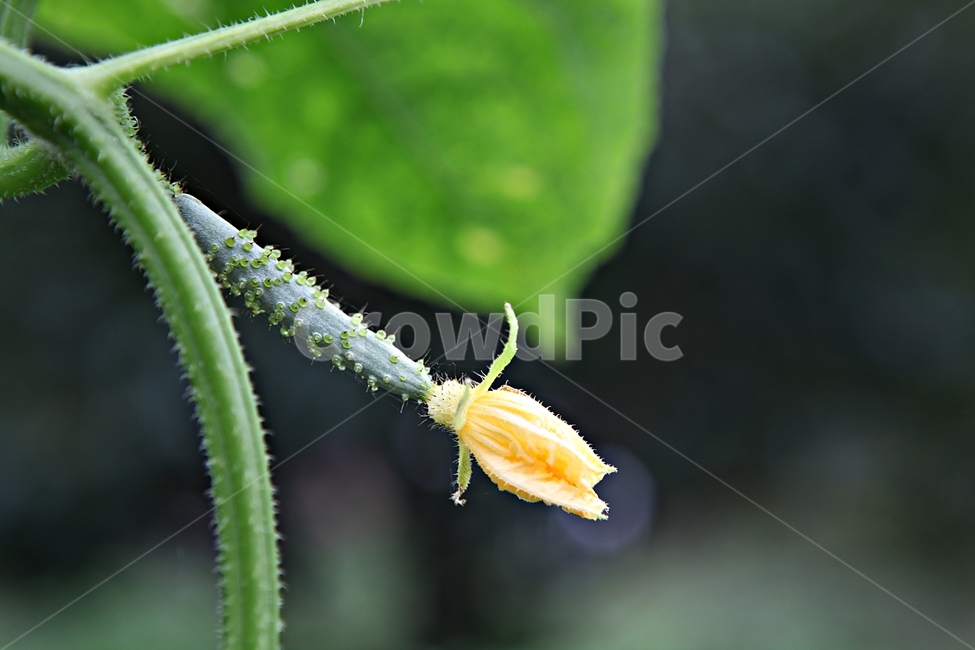 오이,오이꽃,애기오이,꽃,식자재,먹거리,식물,자연,넝쿨식물,식물,자연,plants,nature
