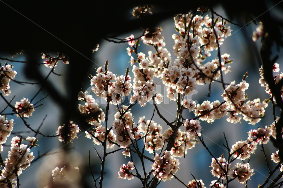 plant,식물,flower,꽃,blossom,벚꽃,봄꽃