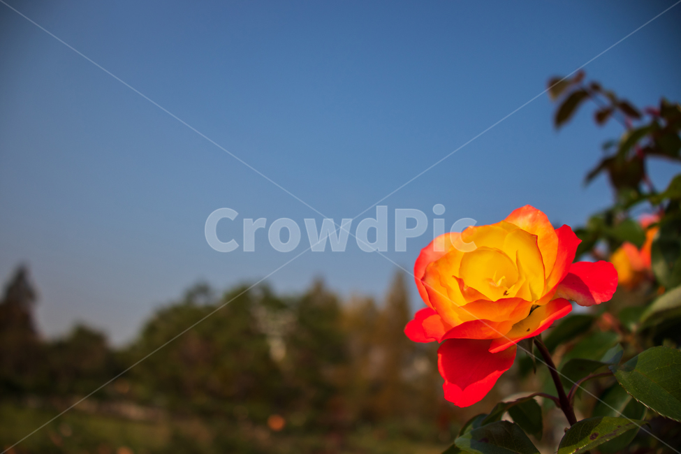 장미,rose,장미꽃,꽃,들장미,봄,야생장미,로즈,식물,자연,여름,꽃잎,잎,만개,만발,야생,하늘,푸른하늘,파란하늘,들,로맨틱,로맨스,사랑,낭만적인,낭만,아름다움,아름다운,미,야외,정원,뜰,가든,계절,배경,바탕,노란색,옐로우,노랑,노란,옐로,레드,빨강,빨간색,주황색,주황,그라데이션,투톤컬러,투톤,컬러,백그라운드,flower,flowers,roses,spring,summer,blue,bluesky,wildrose,plant,nature,natural,bloom,blooming,blossom,redrose,romantic,romance,love,garden,petal,beautiful,beauty,green,leaf,leaves,gradation,color,yellow,red,orange,twotone,wild,season,outdoor,outdoors,background