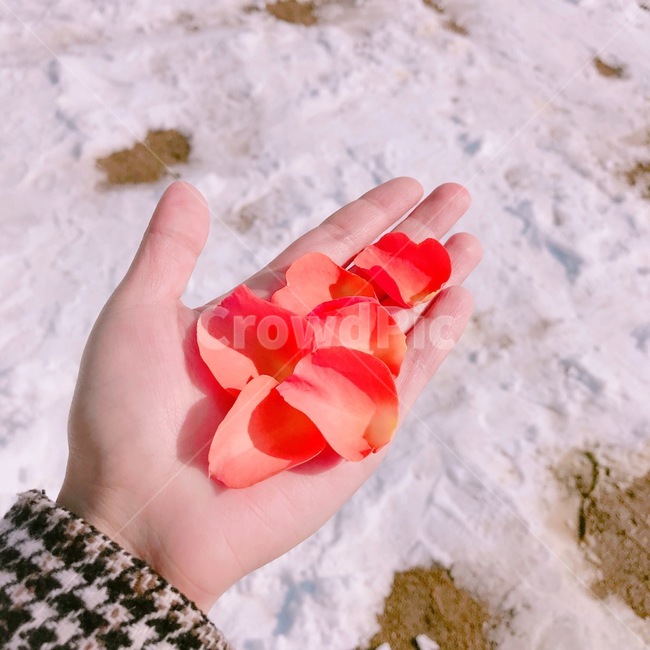 꽃,꽃잎,눈,겨울,따뜻,햇빛,햇살
