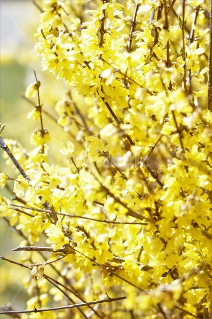 봄,개나리,봄꽃,식물,자연,노란색,계절,spring,season,beauty,flower,nature,봄,계절,spring,season,식물,자연,plants,nature,꽃,flower,plant