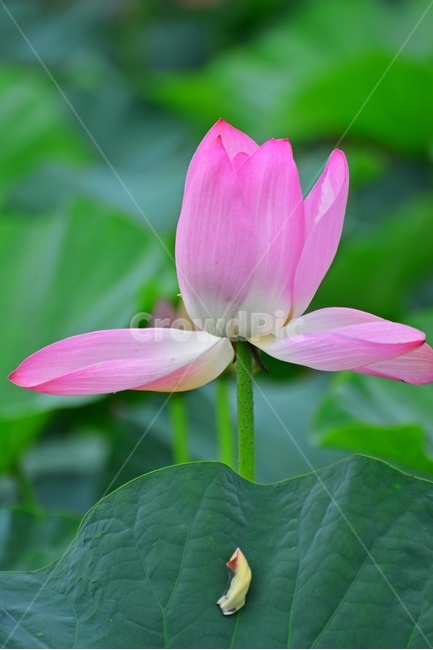 plant,식물,blossom,flower,꽃,petal,꽃잎,수련,홍연,불교,연꽃,연잎,연꽃잎