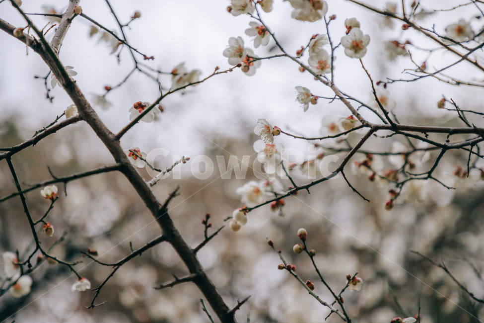 봄,나무,매화나무,매화나무꽃,꽃,봄,계절,spring,season,식물,자연,plants,nature,꽃,flower,plant