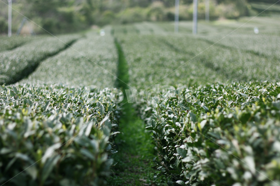 녹차밭,녹차,초록색,natral,자연,greantea,제주도,제주도녹차밭,leaf,잎사귀,밭,natural,가을,농촌,계절,이미지,한국,녹색,green,nature,landscape,풍경,시골,지방,지역,background,동양,아시아,asia,보성,전라도,신비,배경,경치,푸르른,농사,초원,필드,여행,관광,한국자연풍경,한국자연경관,korea,landscape식물,plantstreeswood,industryindustrial,농업,차,찻잎