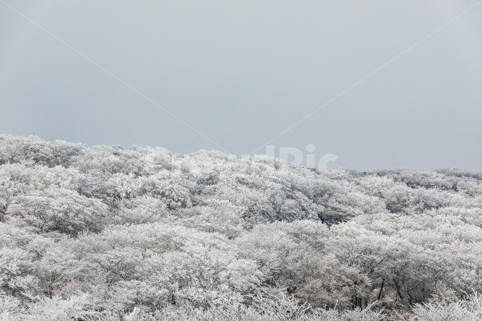 눈,설경,한라산설경,풍경,snow,landscape,1100고지,겨울,계절,winter,season,자연,풍경,nature,landscape,outdoors,옥외