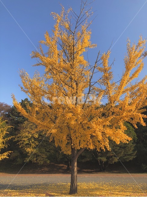 plant,식물,은행나무,낙엽,단풍,가을,가을,계절,fall,autumn,season,식물,자연,plants,nature,나무,trees,wood