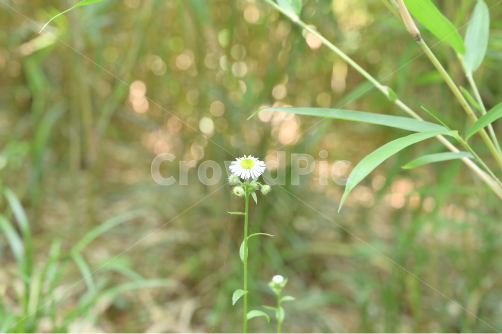 꽃,들꽃,flower,wildflower,식물,자연