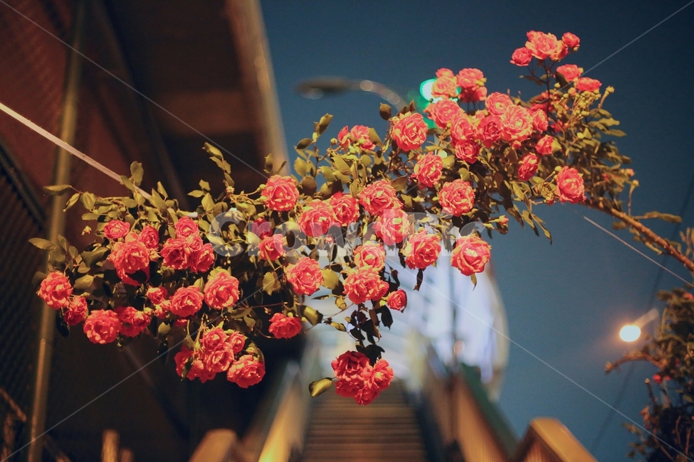 꽃,장미,다리,아웃포커싱,야경,밤,자연,풍경,식물,자연,plants,nature,꽃,flower